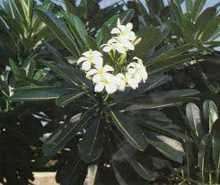 Ada yang sudah mengenal atau pernah mendengar mengenai istilah daftar nama ilmiah atau latin tumbuhan? Khasiat Obat Dan Manfaat Dari Kamboja Organisasi Asgar