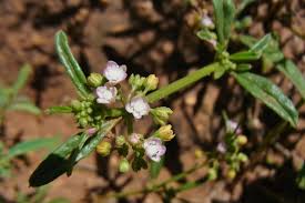 Image result for Gisekiaceae