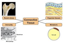 Connective tissue includes several types of fibrous tissue that vary only in their density and cellularity, as well as the more specialized and recognizable variants, such as bone. Reading Php Lab