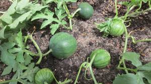 How long are watermelon vines. How To Prune Watermelon Plants Youtube