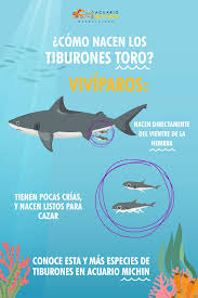 Pin En Sabias Que