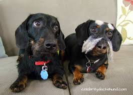 We want to share with you some of our photos and heartfelt stories that our family has shared with other families through our dachshund family. Long Haired Dachshund Cut Short Novocom Top