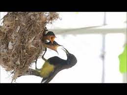 05 olive backed sunbird นกก นปล อกเหล องบ นป อนอาหารกลางอากาศ youtube ว ด โอ
