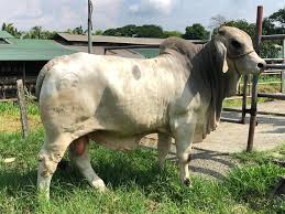 The guzerat, the nelore and the gir. Sold To Bugallon Pangasinan Salamat 5a Cattle Breeding Facebook