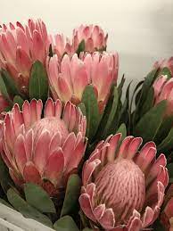 Protea Wedding Flowers Protea Flower Australian Flowers Protea Wedding