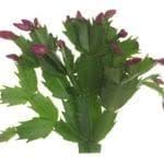 It goes by a few different names including: Christmas Cactus Fertilizer Requirements When And How To Feed A Christmas Cactus