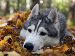 Siberian Husky Wallpaper 2048x1536 59061