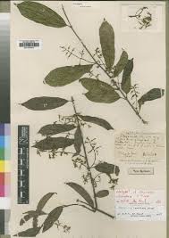 Image result for Oncinotis