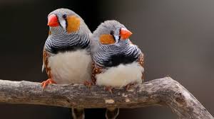 Having pet birds is not everyone's idea of a perfect addition to the family. 5 Birds That Don T Need 24 7 Babysitting And Make Good Pets Petpact Com