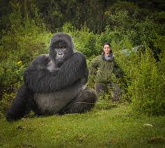 Hoofdzetel van the dian fossey gorilla fund international in rwanda nadat fossey in 1966 de paleontoloog louis leakey had ontmoet op een congres in de verenigde staten, richtte ze met zijn hulp in 1967 in rwanda het karisoke research center op. Dian Fossey Gorilla Fund On Twitter Amazing Shot Of Isabukuru And Veronica Our Gorilla Program Senior Advisor Regional Pr Director Gorilla Rwanda Dianfossey Conservation Wildlife Wildlifephotography Nature