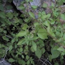 Image result for Parietaria debilis