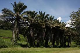 Image result for Elaeis