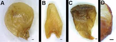 Image result for Pilostyles aethiopica