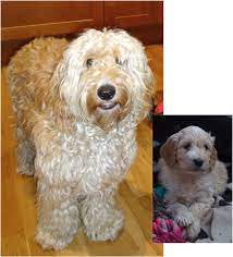 Before And After The Cockapoo Club Of Gb