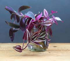 Grow Beautiful Indoor Plants In Water So Easy Plants Grown In Water Plants In Jars Plant In Glass