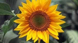 Janji bunga matahari 2019 versionoriginal song: Koleksi Gambar Bunga Matahari Yang Cantik Wallpaper Keren Gambar Wallpaper Keren