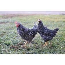 Maybe you would like to learn more about one of these? Hoover S Hatchery Barred Rock Chickens 10 Count Baby Chicks Br At Tractor Supply Co