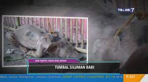 Babi ngepet adalah salah satu bentuk pesugihan yang sudah terkenal. Trans7 Viral Babi Ngepet Dikejar Warga Mitos Atau