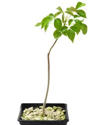 Image result for Cyphostemma mildbraedii