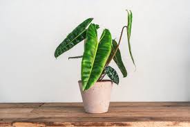 Image result for Congolanthus