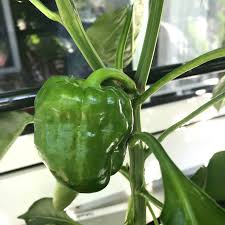 Tips on growing chilli peppers plus searchable chile pepper database containing three and a half thousand capsicum genus species and varieties. Hydroponic June Hydroponic Self Supply Balcony Project