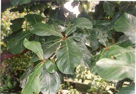 Daun ketapang adalah cara alami untuk penyembuhan ikan cupang. Gambar Pokok Ketapang Dan Daunnya