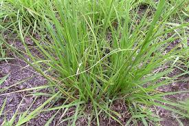 Image result for Sporobolus pyramidalis