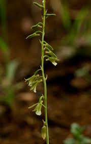 Image result for Eulophia norlindhii