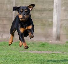 Rich red german shepherd puppies wisconsin puppies for sale. Rottweiler