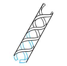 How To Draw Dna Really Easy Drawing Tutorial Dna Drawing Easy Drawings Drawing Tutorial Easy