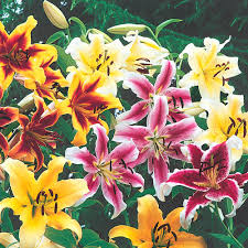 See more of lily starlette on facebook. How To Store Lily Bulbs After Flowering