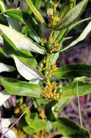 Image result for Fadogiella