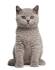 British Shorthair Kittens For Sale | Buy Now | Homepage ...