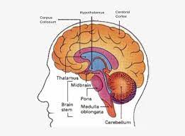 Major Part Of The Brain Controls Vomiting Transparent Png 504x529 Free Download On Nicepng