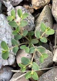 Image result for Euphorbia glanduligera
