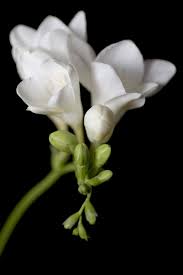 Elixir Freesia Flowers Freesia Types Of Flowers