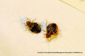 Aaa abco termite pest control inc. Nyc S Premier Pest Control Company Exterminates Bedbugs With Ecoraider Aaa Abco Termite Pest Control Inc Brookhaven Nearsay