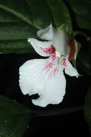 Image result for Impatiens bequaertii