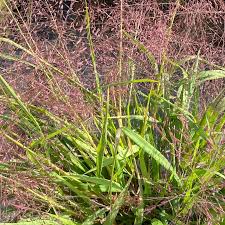 Image result for Eragrostis paradoxa