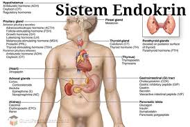 Dengan mekanisme umpan balik positif. Pengertian Sistem Endokrin Fungsi Penyakit Jenis Struktur