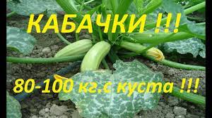 Правильная схема посадки кабачков в открытом грунте и теплице