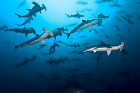Maybe you would like to learn more about one of these? Quality Divers Najada Diving