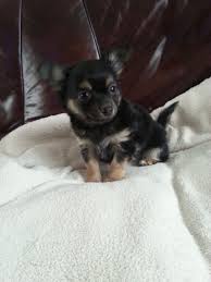 However, due to his loyalty, he will drop his escapades to carry out your. Chihuahua Cross Pomeranian Puppies For Sale Off 70
