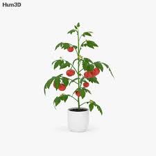 Tomato Plant 3d Model Plants On Hum3d Download 27,526 tomato plant free vectors. tomato plant 3d model