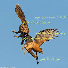شعر عن الصقر
