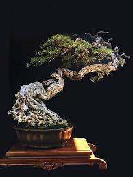 Pin On Bonsai
