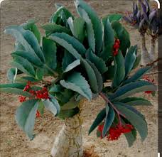 Image result for Cyphostemma congestum