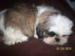 Favorite this post jul 15 small breed puppies (grovespring). Cute Akc Shih Tzu Puppy For Sale In Buffalo Missouri Classified Americanlisted Com