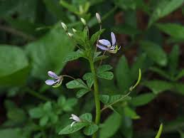 Image result for Cleomaceae