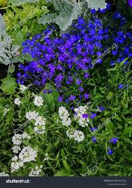 Image result for Cineraria deltoidea